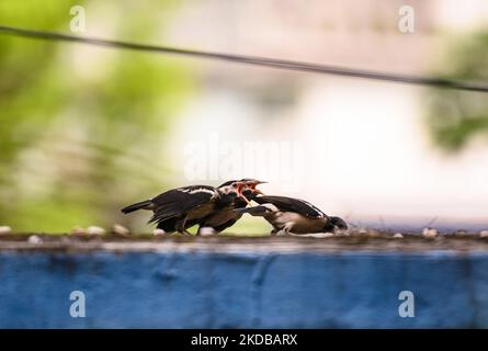 La myna à pied indien (Gratupica contra) est une espèce d'étoiles qui est légèrement timide de la myna commune et qui évite de se rapprocher des humains, que l'on trouve dans le sous-continent indien. Les mâles et les femelles sont semblables dans le plumage, mais les jeunes oiseaux ont le brun foncé au lieu du noir. Les deux parents nourrissent les poussins jusqu'à ce qu'ils s'enfument. Cet oiseau a fait leurs nids dans une masse de paille libre formée sur un grand arbre. Cette photo a été prise à Tehatta, Bengale-Occidental; Inde le 01/06/2022. (Photo de Soumyabrata Roy/NurPhoto) Banque D'Images