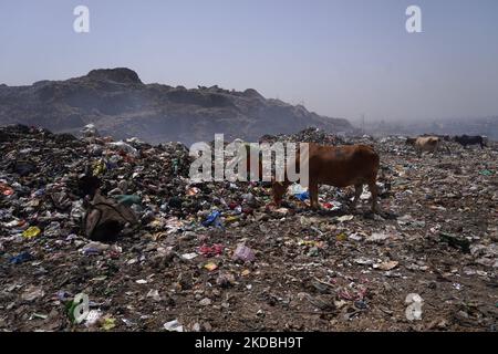 Un ragpicker recherche des matériaux recyclables alors que la fumée s'illumine en brûlant des ordures sur le site d'enfouissement de Bhalswa lors de la Journée mondiale de l'environnement à New Delhi, en Inde, sur 5 juin 2022. (Photo de Mayank Makhija/NurPhoto) Banque D'Images