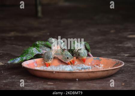 Les perroquets vieux de plusieurs semaines proposent de la nourriture dans une assiette dans une réserve privée en tant qu'animaux de compagnie à Dimapur, dans l'État du Nagaland, au nord-est de l'Inde, le mardi 07 juin 2022, après avoir été achetés de l'État voisin Assam. Les espèces sauvages de tous types sont fréquemment chassées soit pour la consommation, soit pour la vente aux résidents de l'Inde. (Photo de Caisii Mao/NurPhoto) Banque D'Images