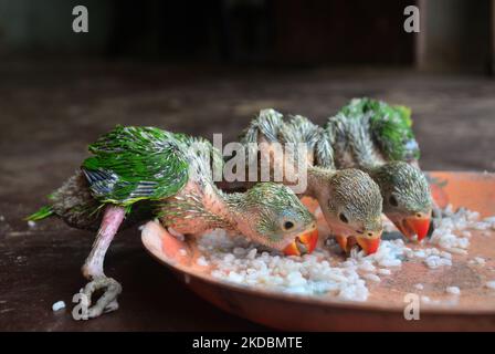 Les perroquets vieux de plusieurs semaines proposent de la nourriture dans une assiette dans une réserve privée en tant qu'animaux de compagnie à Dimapur, dans l'État du Nagaland, au nord-est de l'Inde, le mardi 07 juin 2022, après avoir été achetés de l'État voisin Assam. Les espèces sauvages de tous types sont fréquemment chassées soit pour la consommation, soit pour la vente aux résidents de l'Inde. (Photo de Caisii Mao/NurPhoto) Banque D'Images