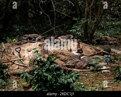 Les Ukrainiens assassinés par l'armée russe sont sur un terrain après avoir été excavés dans une forêt près de Bucha, Ukraine - 13 juin 2022. Les corps ont été découverts par une patrouille des forces de défense territoriales et étaient situés près des tranches construites par l'armée russe lorsqu'elle occupait le territoire. Sept corps ont été excavés d'une tombe de masse. Certains des corps ont des signes d'être attaché et tiré à. Une enquête suivra. (Photo par Dominika Zarzycka/NurPhoto) Banque D'Images