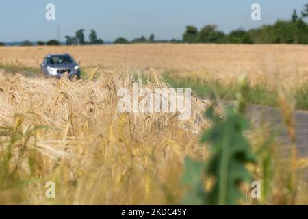 Un champ de blé est vu à Wesseling, près de Cologne, en Allemagne, sur 15 juin 2022 alors que les prix mondiaux du blé montent en flèche? (Photo de Ying Tang/NurPhoto) Banque D'Images