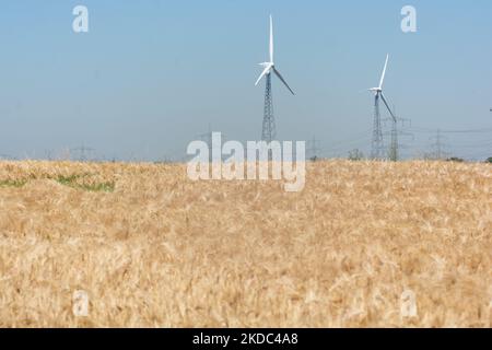 Un champ de blé est vu à Wesseling, près de Cologne, en Allemagne, sur 15 juin 2022 alors que les prix mondiaux du blé montent en flèche? (Photo de Ying Tang/NurPhoto) Banque D'Images