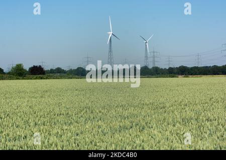 Un champ de blé est vu à Wesseling, près de Cologne, en Allemagne, sur 15 juin 2022 alors que les prix mondiaux du blé montent en flèche? (Photo de Ying Tang/NurPhoto) Banque D'Images