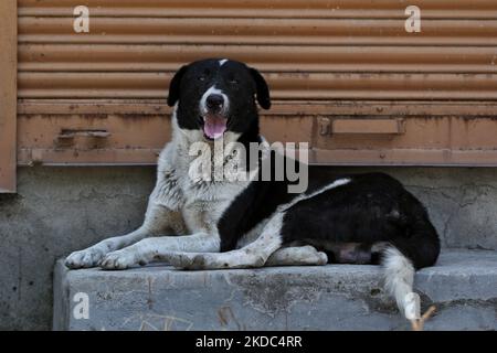 Un chien est assis à l'extérieur d'un magasin fermé dans le quartier de Sopore Baramulla Jammu-et-Cachemire Inde 15 juin 2022 (photo de Nasir Kachroo/NurPhoto) Banque D'Images