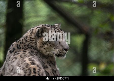 Le léopard des neiges (Panthera uncia / Uncia uncia), également connu sous le nom d'once, est un chat asiatique vulnérable classé rouge de l'UICN, grand à poils longs, et l'une des espèces les plus énigmatiques de la planète que les habitants appellent les 'fantômes de montagne', originaire des chaînes de montagnes de l'Asie centrale et du Sud, Est assis dans le plus grand zoo de haute altitude de l'Inde (7 000 pieds) Padmaja Naidu Himalayan Zoological Park (PNHZP) à Darjeeling, Bengale-Occidental, Inde le 11/06/2022. Le PNHZP est le seul zoo au monde pour la conservation et la reproduction des léopards de neige en captivité. (Photo de Soumyabrata Roy/NurPhoto) Banque D'Images