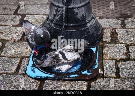 Les pigeons sont glaçant par un robinet d'eau sur la place principale de Cracovie, en Pologne, sur 19 juin 2022. Les masses d'air chaud de toute l'Afrique couvraient la plus grande partie du pays. (Photo de Beata Zawrzel/NurPhoto) Banque D'Images