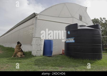 Vue sur un système de récolte d'eau de pluie en dehors d'une serre située à Tlaltenco dans la municipalité de Tláhuac, Mexico, pour vente locale. Récemment, l'indice national des prix à la consommation et l'Institut national de statistique et de géographie du Mexique, ont enregistré une augmentation du prix de ce produit, qui était à $20 pesos par kilogramme, allant jusqu'à $35 pesos par kilogramme, selon la zone démographique. (Photo de Gerardo Vieyra/NurPhoto) Banque D'Images