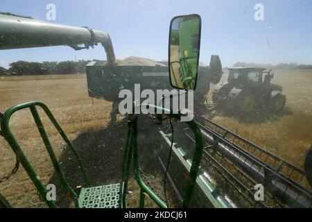 Les agriculteurs ukrainiens récoltent des champs d'orge dans la région d'Odesa, en Ukraine, le 22 juin 2022. 7 millions de tonnes de blé, 14 millions de tonnes de grain de maïs, 3 millions de tonnes d'huile de tournesol et 3 millions de tonnes de farine de tournesol n'ont pas pénétré sur le marché mondial en raison du blocus par la Russie des ports maritimes ukrainiens, cela a conduit à une hausse record des prix du marché mondial et entraînera inévitablement une crise alimentaire mondiale et une hausse de l'inflation, comme les médias l'ont informé. (Photo par STR/NurPhoto) Banque D'Images