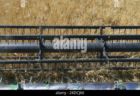 Les agriculteurs ukrainiens récoltent des champs d'orge dans la région d'Odesa, en Ukraine, le 22 juin 2022. 7 millions de tonnes de blé, 14 millions de tonnes de grain de maïs, 3 millions de tonnes d'huile de tournesol et 3 millions de tonnes de farine de tournesol n'ont pas pénétré sur le marché mondial en raison du blocus par la Russie des ports maritimes ukrainiens, cela a conduit à une hausse record des prix du marché mondial et entraînera inévitablement une crise alimentaire mondiale et une hausse de l'inflation, comme les médias l'ont informé. (Photo par STR/NurPhoto) Banque D'Images