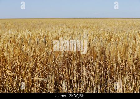 Un champ d'orge dans la région d'Odesa, Ukraine 22 juin 2022. 7 millions de tonnes de blé, 14 millions de tonnes de grain de maïs, 3 millions de tonnes d'huile de tournesol et 3 millions de tonnes de farine de tournesol n'ont pas pénétré sur le marché mondial en raison du blocus par la Russie des ports maritimes ukrainiens, cela a conduit à une hausse record des prix du marché mondial et entraînera inévitablement une crise alimentaire mondiale et une hausse de l'inflation, comme les médias l'ont informé. (Photo par STR/NurPhoto) Banque D'Images