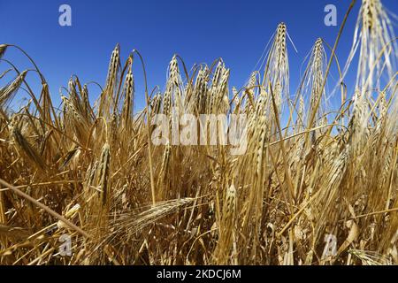 Un champ d'orge dans la région d'Odesa, Ukraine 22 juin 2022. 7 millions de tonnes de blé, 14 millions de tonnes de grain de maïs, 3 millions de tonnes d'huile de tournesol et 3 millions de tonnes de farine de tournesol n'ont pas pénétré sur le marché mondial en raison du blocus par la Russie des ports maritimes ukrainiens, cela a conduit à une hausse record des prix du marché mondial et entraînera inévitablement une crise alimentaire mondiale et une hausse de l'inflation, comme les médias l'ont informé. (Photo par STR/NurPhoto) Banque D'Images