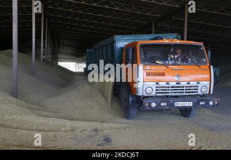 Un chauffeur de camion décharge les céréales d'orge après récolte dans un stockage de céréales dans la région d'Odesa, en Ukraine, le 22 juin 2022. 7 millions de tonnes de blé, 14 millions de tonnes de grain de maïs, 3 millions de tonnes d'huile de tournesol et 3 millions de tonnes de farine de tournesol n'ont pas pénétré sur le marché mondial en raison du blocus par la Russie des ports maritimes ukrainiens, cela a conduit à une hausse record des prix du marché mondial et entraînera inévitablement une crise alimentaire mondiale et une hausse de l'inflation, comme les médias l'ont informé. (Photo par STR/NurPhoto) Banque D'Images