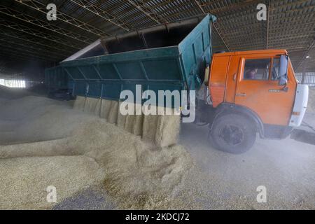 Un chauffeur de camion décharge les céréales d'orge après récolte dans un stockage de céréales dans la région d'Odesa, en Ukraine, le 22 juin 2022. 7 millions de tonnes de blé, 14 millions de tonnes de grain de maïs, 3 millions de tonnes d'huile de tournesol et 3 millions de tonnes de farine de tournesol n'ont pas pénétré sur le marché mondial en raison du blocus par la Russie des ports maritimes ukrainiens, cela a conduit à une hausse record des prix du marché mondial et entraînera inévitablement une crise alimentaire mondiale et une hausse de l'inflation, comme les médias l'ont informé. (Photo par STR/NurPhoto) Banque D'Images