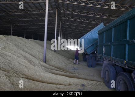 Un chauffeur de camion décharge les céréales d'orge après récolte dans un stockage de céréales dans la région d'Odesa, en Ukraine, le 22 juin 2022. 7 millions de tonnes de blé, 14 millions de tonnes de grain de maïs, 3 millions de tonnes d'huile de tournesol et 3 millions de tonnes de farine de tournesol n'ont pas pénétré sur le marché mondial en raison du blocus par la Russie des ports maritimes ukrainiens, cela a conduit à une hausse record des prix du marché mondial et entraînera inévitablement une crise alimentaire mondiale et une hausse de l'inflation, comme les médias l'ont informé. (Photo par STR/NurPhoto) Banque D'Images