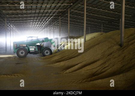 Un agriculteur ukrainien récolte de l'orge après la récolte dans une zone de stockage de céréales située dans la région d'Odesa, en Ukraine, le 22 juin 2022. 7 millions de tonnes de blé, 14 millions de tonnes de grain de maïs, 3 millions de tonnes d'huile de tournesol et 3 millions de tonnes de farine de tournesol n'ont pas pénétré sur le marché mondial en raison du blocus par la Russie des ports maritimes ukrainiens, cela a conduit à une hausse record des prix du marché mondial et entraînera inévitablement une crise alimentaire mondiale et une hausse de l'inflation, comme les médias l'ont informé. (Photo par STR/NurPhoto) Banque D'Images