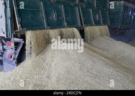 Un chauffeur de camion décharge les céréales d'orge après récolte dans un stockage de céréales dans la région d'Odesa, en Ukraine, le 22 juin 2022. 7 millions de tonnes de blé, 14 millions de tonnes de grain de maïs, 3 millions de tonnes d'huile de tournesol et 3 millions de tonnes de farine de tournesol n'ont pas pénétré sur le marché mondial en raison du blocus par la Russie des ports maritimes ukrainiens, cela a conduit à une hausse record des prix du marché mondial et entraînera inévitablement une crise alimentaire mondiale et une hausse de l'inflation, comme les médias l'ont informé. (Photo par STR/NurPhoto) Banque D'Images