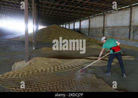 Un agriculteur ukrainien récolte de l'orge après la récolte dans une zone de stockage de céréales située dans la région d'Odesa, en Ukraine, le 22 juin 2022. 7 millions de tonnes de blé, 14 millions de tonnes de grain de maïs, 3 millions de tonnes d'huile de tournesol et 3 millions de tonnes de farine de tournesol n'ont pas pénétré sur le marché mondial en raison du blocus par la Russie des ports maritimes ukrainiens, cela a conduit à une hausse record des prix du marché mondial et entraînera inévitablement une crise alimentaire mondiale et une hausse de l'inflation, comme les médias l'ont informé. (Photo par STR/NurPhoto) Banque D'Images