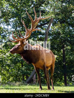 Portrait d'un grand cerf d'élan montrant ses bois Banque D'Images