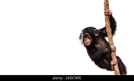 Adorable bébé cachimpanzé escalade une vigne isolée sur un fond blanc avec de la place pour le texte Banque D'Images