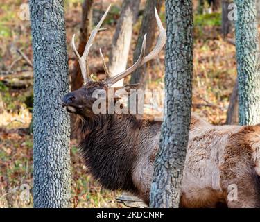 Portrait d'un grand cerf d'élan montrant ses bois Banque D'Images