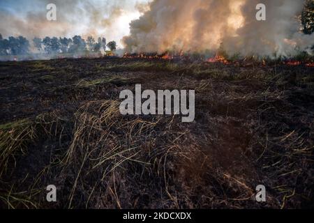 Incendies de tourbières survenus dans le village d'Arisan Jaya, Régence d'Ogan Ilir, province de Sumatra Sud, mardi 28 juin 2022. Les feux de forêt et de terre se produisent presque chaque année dans la province de Sumatra Sud. (Photo de Sigit Prasetya/NurPhoto) Banque D'Images