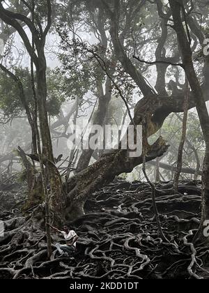 Les touristes indiens prennent des selfies et grimpent sur les racines d'arbres exposées dans la forêt menant aux grottes de Guna (cuisine du Devils) à Kodaikanal, Tamil Nadu, en Inde, sur 16 mai 2022. Guna Caves est une série de grottes et de cavernes, ainsi qu'un lieu de visite célèbre pour ses 3 rochers de type pilier. Devils Kitchen est le nom original de ce lieu, mais à la suite du film à succès Kamal Hassan intitulé Guna (qui a été filmé dans ces grottes), ils sont maintenant connus comme les Grottes de Guna par les touristes indiens. 13 personnes sont mortes en essayant d'entrer dans les grottes. (Photo de Creative Touch Imaging Ltd./NurPhoto) Banque D'Images