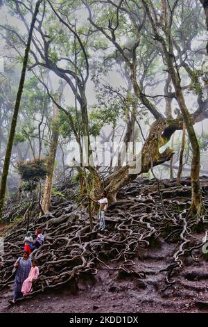 Les touristes indiens prennent des selfies et grimpent sur les racines d'arbres exposées dans la forêt menant aux grottes de Guna (cuisine du Devils) à Kodaikanal, Tamil Nadu, en Inde, sur 16 mai 2022. Guna Caves est une série de grottes et de cavernes, ainsi qu'un lieu de visite célèbre pour ses 3 rochers de type pilier. Devils Kitchen est le nom original de ce lieu, mais à la suite du film à succès Kamal Hassan intitulé Guna (qui a été filmé dans ces grottes), ils sont maintenant connus comme les Grottes de Guna par les touristes indiens. 13 personnes sont mortes en essayant d'entrer dans les grottes. (Photo de Creative Touch Imaging Ltd./NurPhoto) Banque D'Images