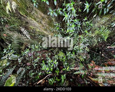 Grottes menant aux grottes de Guna (cuisine des Devils) à Kodaikanal, Tamil Nadu, en Inde, sur 16 mai 2022. Guna Caves est une série de grottes et de cavernes, ainsi qu'un lieu de visite célèbre pour ses 3 rochers de type pilier. Devils Kitchen est le nom original de ce lieu, mais à la suite du film à succès Kamal Hassan intitulé Guna (qui a été filmé dans ces grottes), ils sont maintenant connus comme les Grottes de Guna par les touristes indiens. 13 personnes sont mortes en essayant d'entrer dans les grottes. (Photo de Creative Touch Imaging Ltd./NurPhoto) Banque D'Images