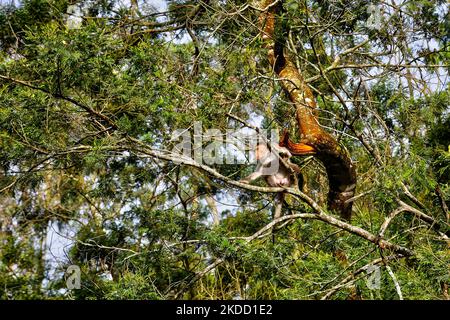 Singe rhésus (macaca mulatta) dans un arbre de la forêt menant aux grottes de Guna (cuisine du Devils) à Kodaikanal, Tamil Nadu, en Inde, sur 16 mai 2022. Guna Caves est une série de grottes et de cavernes, ainsi qu'un lieu de visite célèbre pour ses 3 rochers de type pilier. Devils Kitchen est le nom original de ce lieu, mais à la suite du film à succès Kamal Hassan intitulé Guna (qui a été filmé dans ces grottes), ils sont maintenant connus comme les Grottes de Guna par les touristes indiens. 13 personnes sont mortes en essayant d'entrer dans les grottes. (Photo de Creative Touch Imaging Ltd./NurPhoto) Banque D'Images