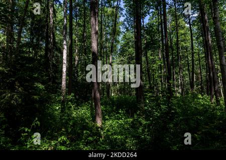 La forêt de Bialowieza est considérée comme le parc national est entièrement ouvert aux touristes pour la première fois depuis septembre 2021, lorsque la Pologne a interdit d'entrer dans la zone près de la frontière biélorusse - 1 juillet 2022 à Bialowieza, Pologne. L'interdiction a été levée alors que la Pologne construit une barrière en acier de 186 kilomètres de long et de 5,5 mètres de haut avec des barbelés à la frontière entre la Pologne et le Belarus, qui est aussi la frontière de l'Union européenne et de l'OTAN. La décision a été prise après que des milliers de migrants, principalement de Syrie, d'Irak et d'Afghanistan, aient tenté de traverser la Biélorussie en Pologne. Une partie de la barrière traverse la forêt de Bialowieza. Le Banque D'Images