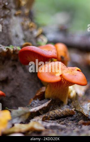 Une photo verticale d'Omphalotus olearius (Jack-o'-lanterne) un champignon toxique à volants orange sur le feuillage Banque D'Images