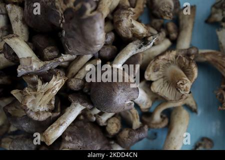 Champignons à vendre lors de l'inauguration de la Foire des produits Artisanal et durables sur l'esplanade du Macroplaza Cuitláhuac à Iztapalapa, Mexico, où plus de 40 exposants et producteurs de l'intérieur de la République mexicaine, Qui font partie des programmes fédéraux Sembrando Vida et Conservación de Áreas Naturales, y participent. Le but de cette foire est d'apporter leurs méthodes de production respectueuses de l'environnement à Mexico, avec la valeur ajoutée que la consommation de toute la variété d'aliments et de dérivés artisanaux renforce l'économie de la regi Banque D'Images