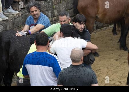 ''Rapa das Bestas''. Chaque année depuis le XVIIe siècle, dans la petite ville de Sabucedo, ''aloitadores'' coupe les manes des chevaux sauvages. Les gens de Sabucedo vont dans les montagnes près de la ville pour capturer les chevaux et les ramener pour célébrer cette tradition. Quand ils ont fini la coupe des manes, ils ont libéré de nouveau les chevaux dans les montagnes, à Sabucedo, Galice, Espagne, sur 3 juillet, 2022. Banque D'Images