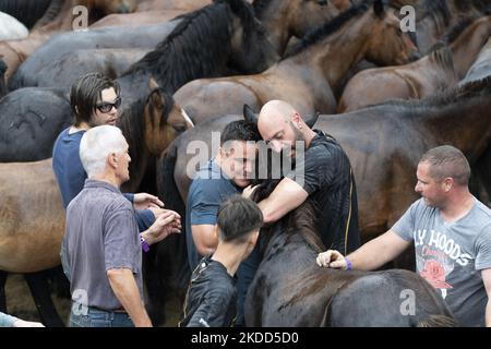 ''Rapa das Bestas''. Chaque année depuis le XVIIe siècle, dans la petite ville de Sabucedo, ''aloitadores'' coupe les manes des chevaux sauvages. Les gens de Sabucedo vont dans les montagnes près de la ville pour capturer les chevaux et les ramener pour célébrer cette tradition. Quand ils ont fini la coupe des manes, ils ont libéré de nouveau les chevaux dans les montagnes, à Sabucedo, Galice, Espagne, sur 3 juillet, 2022. Banque D'Images