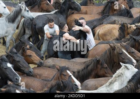 ''Rapa das Bestas''. Chaque année depuis le XVIIe siècle, dans la petite ville de Sabucedo, ''aloitadores'' coupe les manes des chevaux sauvages. Les gens de Sabucedo vont dans les montagnes près de la ville pour capturer les chevaux et les ramener pour célébrer cette tradition. Quand ils ont fini la coupe des manes, ils ont libéré de nouveau les chevaux dans les montagnes, à Sabucedo, Galice, Espagne, sur 3 juillet, 2022. Banque D'Images