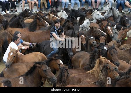 ''Rapa das Bestas''. Chaque année depuis le XVIIe siècle, dans la petite ville de Sabucedo, ''aloitadores'' coupe les manes des chevaux sauvages. Les gens de Sabucedo vont dans les montagnes près de la ville pour capturer les chevaux et les ramener pour célébrer cette tradition. Quand ils ont fini la coupe des manes, ils ont libéré de nouveau les chevaux dans les montagnes, à Sabucedo, Galice, Espagne, sur 3 juillet, 2022. Banque D'Images