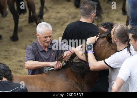 ''Rapa das Bestas''. Chaque année depuis le XVIIe siècle, dans la petite ville de Sabucedo, ''aloitadores'' coupe les manes des chevaux sauvages. Les gens de Sabucedo vont dans les montagnes près de la ville pour capturer les chevaux et les ramener pour célébrer cette tradition. Quand ils ont fini la coupe des manes, ils ont libéré de nouveau les chevaux dans les montagnes, à Sabucedo, Galice, Espagne, sur 3 juillet, 2022. Banque D'Images