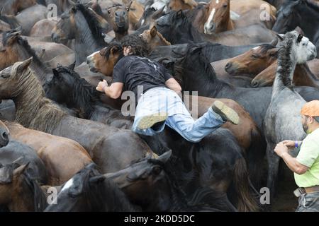 ''Rapa das Bestas''. Chaque année depuis le XVIIe siècle, dans la petite ville de Sabucedo, ''aloitadores'' coupe les manes des chevaux sauvages. Les gens de Sabucedo vont dans les montagnes près de la ville pour capturer les chevaux et les ramener pour célébrer cette tradition. Quand ils ont fini la coupe des manes, ils ont libéré de nouveau les chevaux dans les montagnes, à Sabucedo, Galice, Espagne, sur 3 juillet, 2022. Banque D'Images