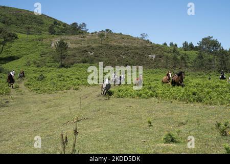 ''Rapa das Bestas''. Chaque année depuis le XVIIe siècle, dans la petite ville de Sabucedo, ''aloitadores'' coupe les manes des chevaux sauvages. Les gens de Sabucedo vont dans les montagnes près de la ville pour capturer les chevaux et les ramener pour célébrer cette tradition. Quand ils ont fini la coupe des manes, ils ont libéré de nouveau les chevaux dans les montagnes, à Sabucedo, Galice, Espagne, sur 3 juillet, 2022. Banque D'Images