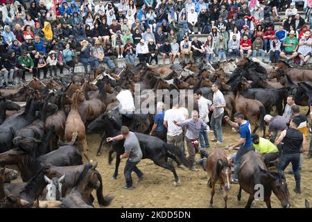 ''Rapa das Bestas''. Chaque année depuis le XVIIe siècle, dans la petite ville de Sabucedo, ''aloitadores'' coupe les manes des chevaux sauvages. Les gens de Sabucedo vont dans les montagnes près de la ville pour capturer les chevaux et les ramener pour célébrer cette tradition. Quand ils ont fini la coupe des manes, ils ont libéré de nouveau les chevaux dans les montagnes, à Sabucedo, Galice, Espagne, sur 3 juillet, 2022. Banque D'Images