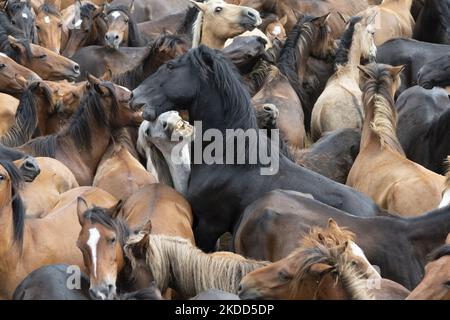 ''Rapa das Bestas''. Chaque année depuis le XVIIe siècle, dans la petite ville de Sabucedo, ''aloitadores'' coupe les manes des chevaux sauvages. Les gens de Sabucedo vont dans les montagnes près de la ville pour capturer les chevaux et les ramener pour célébrer cette tradition. Quand ils ont fini la coupe des manes, ils ont libéré de nouveau les chevaux dans les montagnes, à Sabucedo, Galice, Espagne, sur 3 juillet, 2022. Banque D'Images