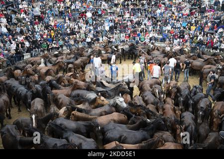 ''Rapa das Bestas''. Chaque année depuis le XVIIe siècle, dans la petite ville de Sabucedo, ''aloitadores'' coupe les manes des chevaux sauvages. Les gens de Sabucedo vont dans les montagnes près de la ville pour capturer les chevaux et les ramener pour célébrer cette tradition. Quand ils ont fini la coupe des manes, ils ont libéré de nouveau les chevaux dans les montagnes, à Sabucedo, Galice, Espagne, sur 3 juillet, 2022. Banque D'Images