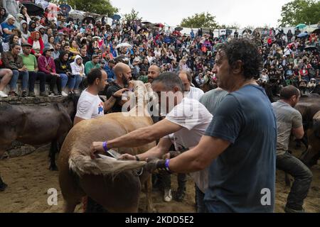 ''Rapa das Bestas''. Chaque année depuis le XVIIe siècle, dans la petite ville de Sabucedo, ''aloitadores'' coupe les manes des chevaux sauvages. Les gens de Sabucedo vont dans les montagnes près de la ville pour capturer les chevaux et les ramener pour célébrer cette tradition. Quand ils ont fini la coupe des manes, ils ont libéré de nouveau les chevaux dans les montagnes, à Sabucedo, Galice, Espagne, sur 3 juillet, 2022. Banque D'Images