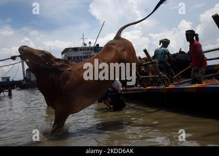 Les commerçants de bétail déchargent un boeuf d'un bateau près d'un marché de bétail avant le festival musulman d'Eid al-Adha ou le 'Festival du sacrifice' Manikgonj de grève de Dhaka, Bangladesh, sur 4 juillet 2022. EID al-Adha, fête du sacrifice, marque la fin du pèlerinage de Hajj à la Mecque et commémore la volonté du prophète Abraham de sacrifier son fils pour montrer son obéissance à Allah. (Photo par Mamunur Rashid/NurPhoto) Banque D'Images