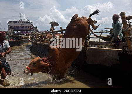 Les commerçants de bétail déchargent un boeuf d'un bateau près d'un marché de bétail avant le festival musulman d'Eid al-Adha ou le 'Festival du sacrifice' Manikgonj de grève de Dhaka, Bangladesh, sur 4 juillet 2022. EID al-Adha, fête du sacrifice, marque la fin du pèlerinage de Hajj à la Mecque et commémore la volonté du prophète Abraham de sacrifier son fils pour montrer son obéissance à Allah. (Photo par Mamunur Rashid/NurPhoto) Banque D'Images