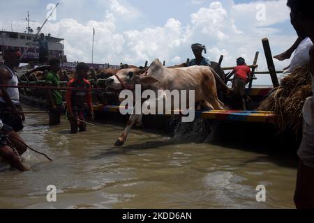 Les commerçants de bétail déchargent un boeuf d'un bateau près d'un marché de bétail avant le festival musulman d'Eid al-Adha ou le 'Festival du sacrifice' Manikgonj de grève de Dhaka, Bangladesh, sur 4 juillet 2022. EID al-Adha, fête du sacrifice, marque la fin du pèlerinage de Hajj à la Mecque et commémore la volonté du prophète Abraham de sacrifier son fils pour montrer son obéissance à Allah. (Photo par Mamunur Rashid/NurPhoto) Banque D'Images