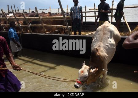 Les commerçants de bétail déchargent un boeuf d'un bateau près d'un marché de bétail avant le festival musulman d'Eid al-Adha ou le 'Festival du sacrifice' Manikgonj de grève de Dhaka, Bangladesh, sur 4 juillet 2022. EID al-Adha, fête du sacrifice, marque la fin du pèlerinage de Hajj à la Mecque et commémore la volonté du prophète Abraham de sacrifier son fils pour montrer son obéissance à Allah. (Photo par Mamunur Rashid/NurPhoto) Banque D'Images