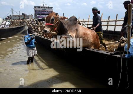 Les commerçants de bétail déchargent un boeuf d'un bateau près d'un marché de bétail avant le festival musulman d'Eid al-Adha ou le 'Festival du sacrifice' Manikgonj de grève de Dhaka, Bangladesh, sur 4 juillet 2022. EID al-Adha, fête du sacrifice, marque la fin du pèlerinage de Hajj à la Mecque et commémore la volonté du prophète Abraham de sacrifier son fils pour montrer son obéissance à Allah. (Photo par Mamunur Rashid/NurPhoto) Banque D'Images