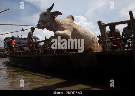 Les commerçants de bétail déchargent un boeuf d'un bateau près d'un marché de bétail avant le festival musulman d'Eid al-Adha ou le 'Festival du sacrifice' Manikgonj de grève de Dhaka, Bangladesh, sur 4 juillet 2022. EID al-Adha, fête du sacrifice, marque la fin du pèlerinage de Hajj à la Mecque et commémore la volonté du prophète Abraham de sacrifier son fils pour montrer son obéissance à Allah. (Photo par Mamunur Rashid/NurPhoto) Banque D'Images